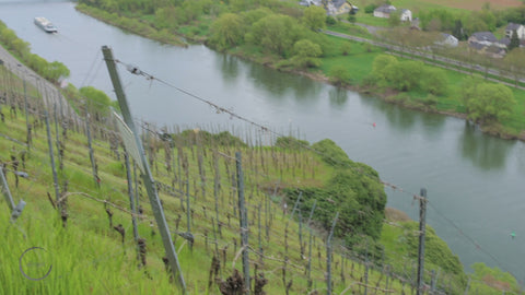 Mosel Weinprobe Vorschau